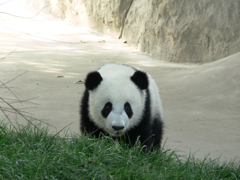 Pandas (030).jpg